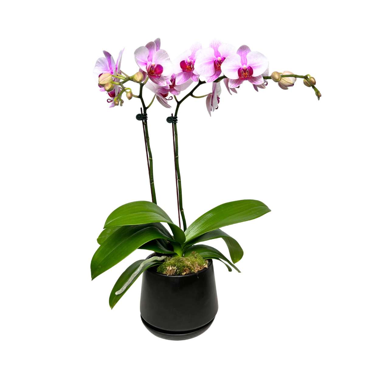 Zenith Bonanza (1 Double Stem) - Orchid Phalaenopsis