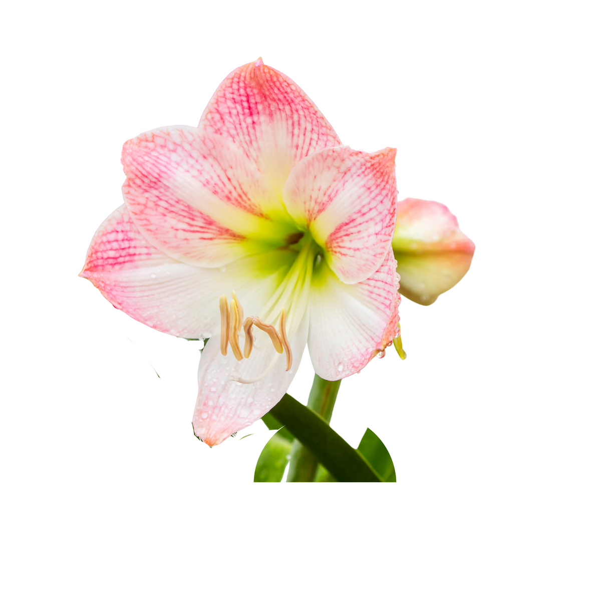 Amaryllis (Holland)