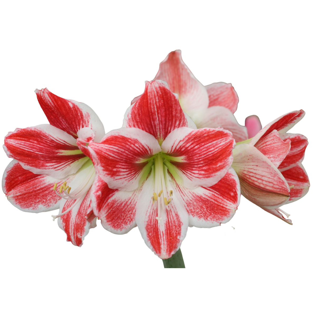 Amaryllis (Holland)