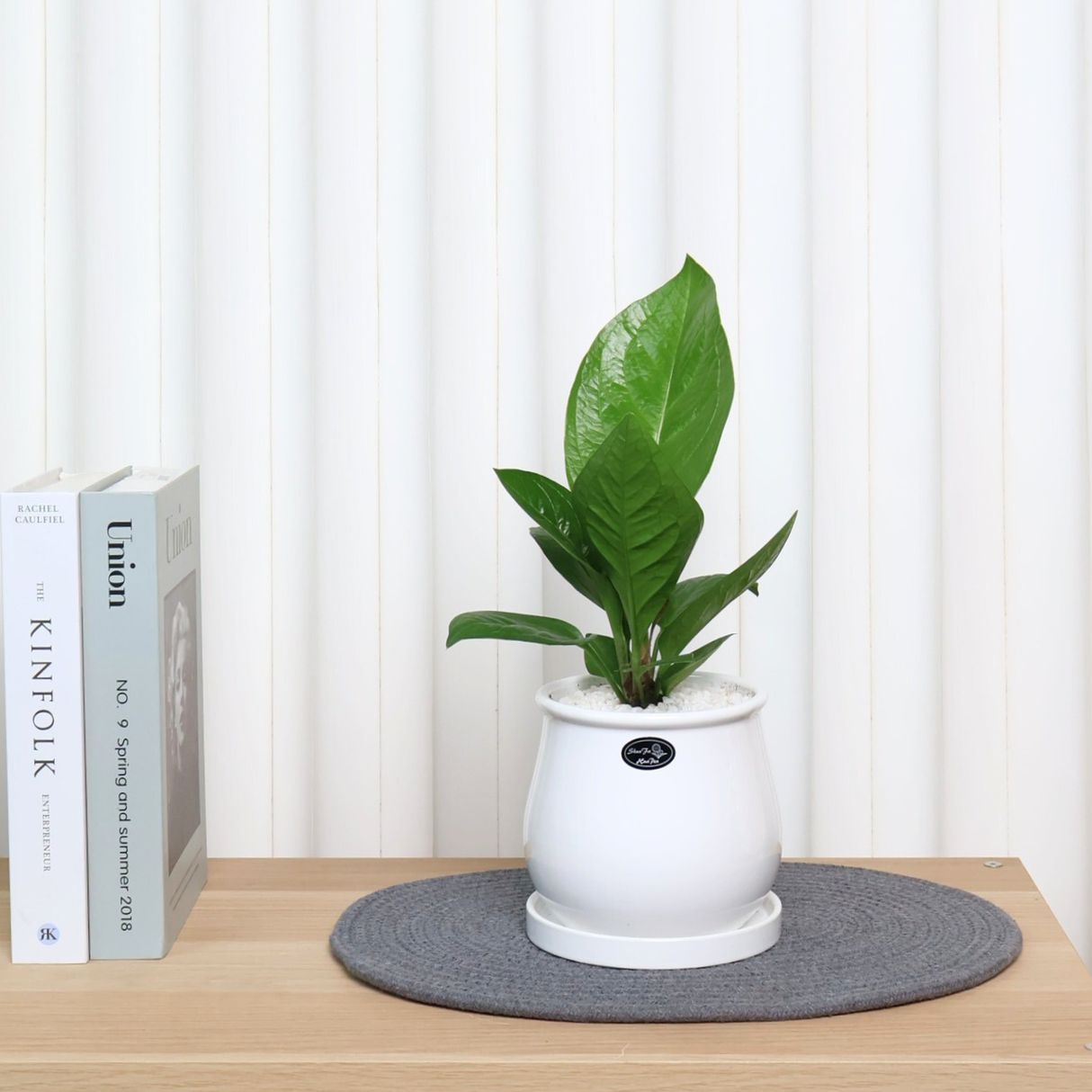 Anthurium Jungle Bush in Ceramic Pot
