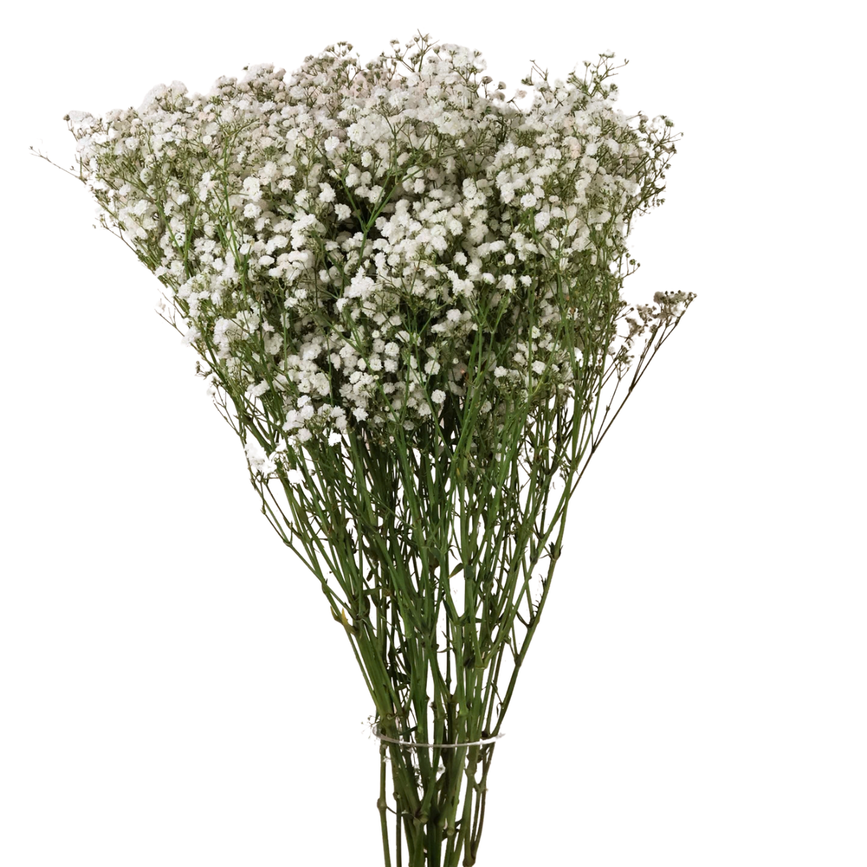 Baby's Breath Million Stars - White 750g (China)