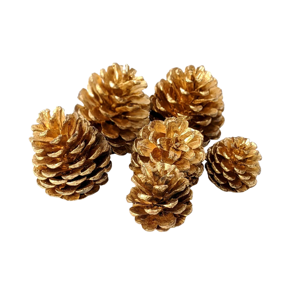 Pinecone Packet (6pcs)