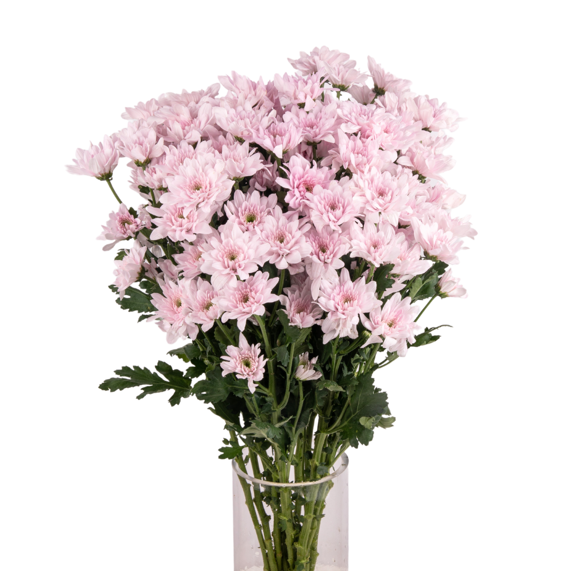 Chrysanthemum Pom Pom (Malaysia)