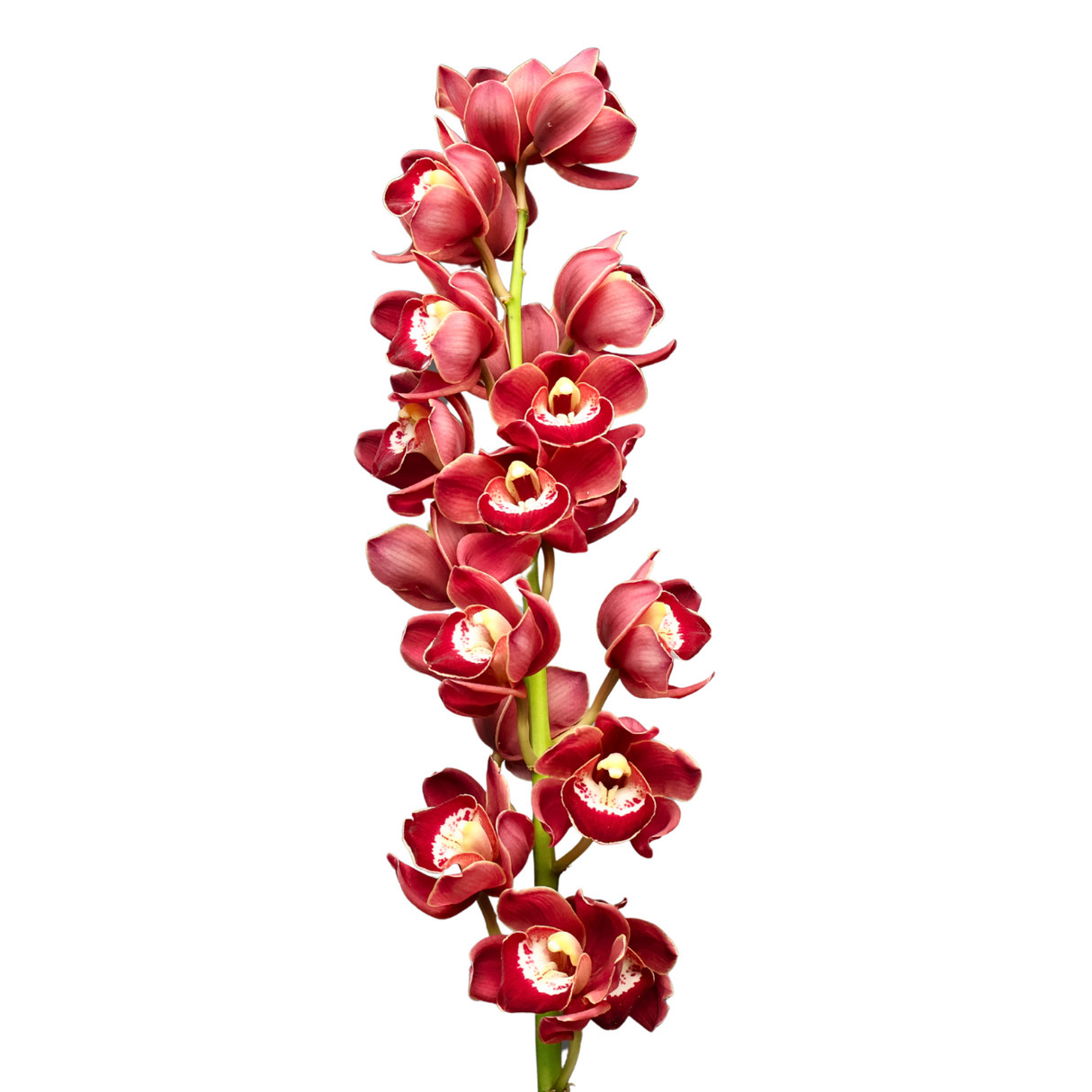 Colorful moth orchids in red, yellow, pink, and purple.