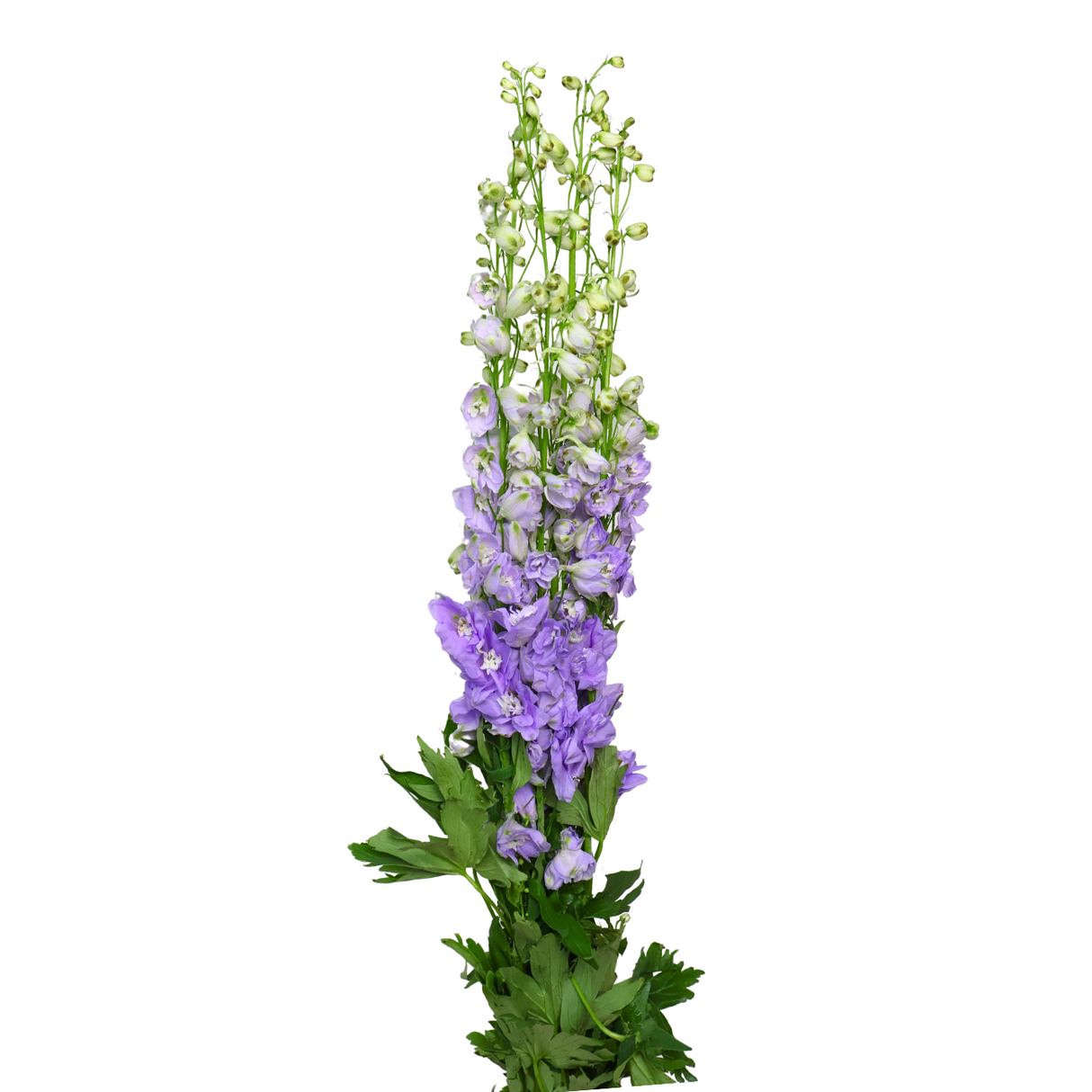 Delphinium (China)