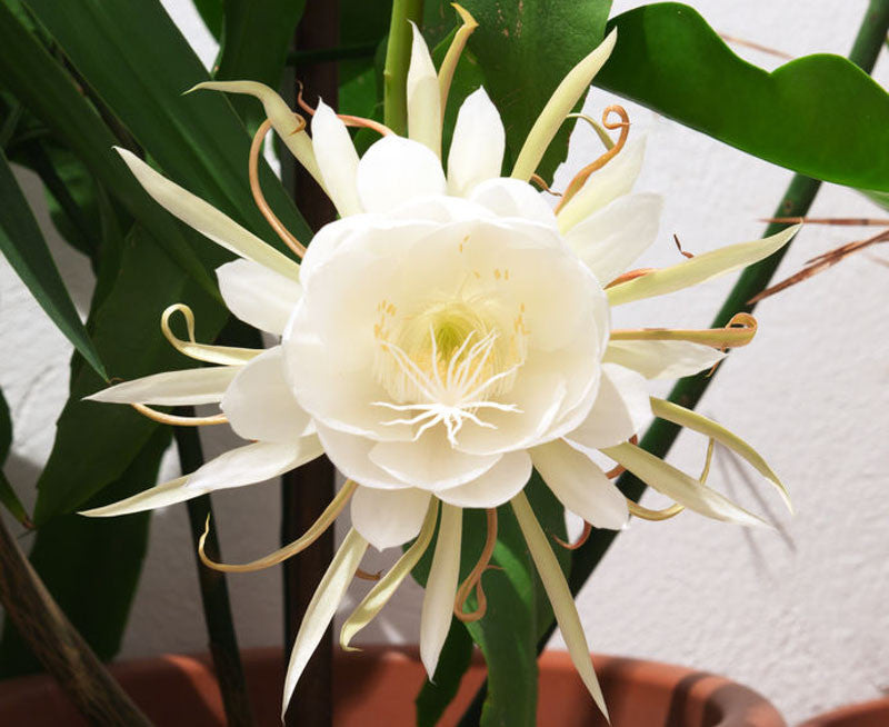 Epiphyllum Oxypetalum (Queen of the Night)