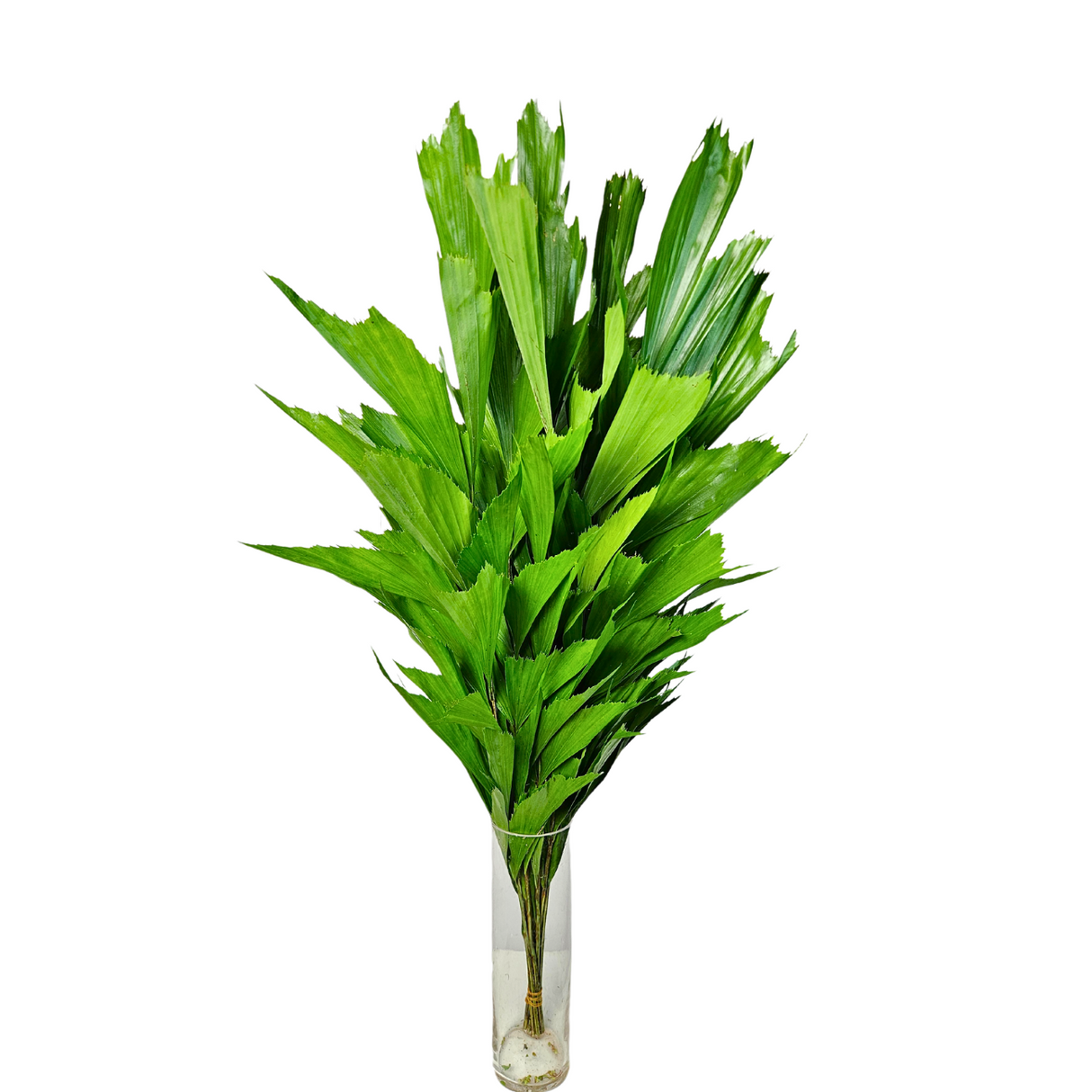 Fish Tail Palm (Malaysia)