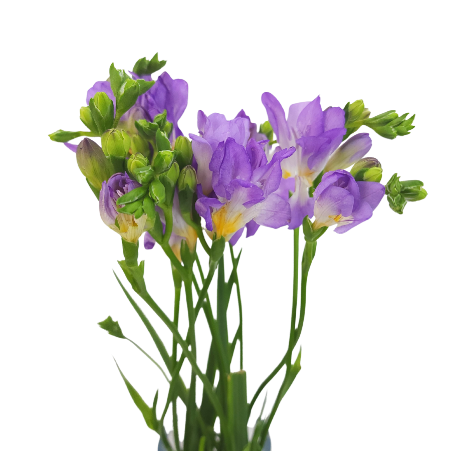 Freesia (Holland)