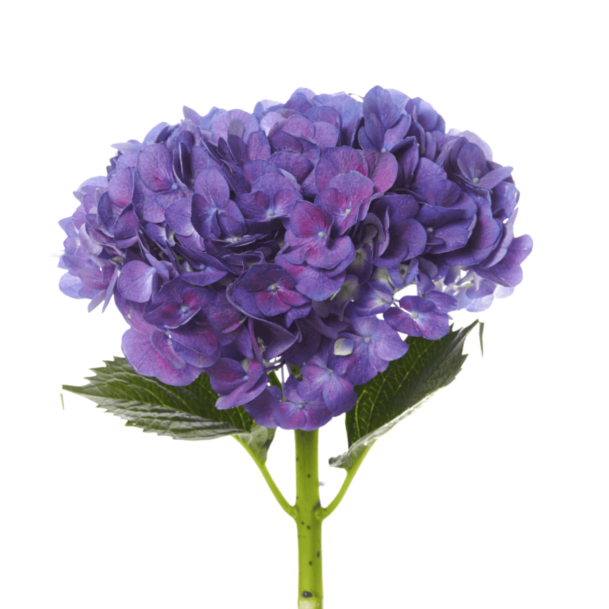 Hydrangea (New Zealand)