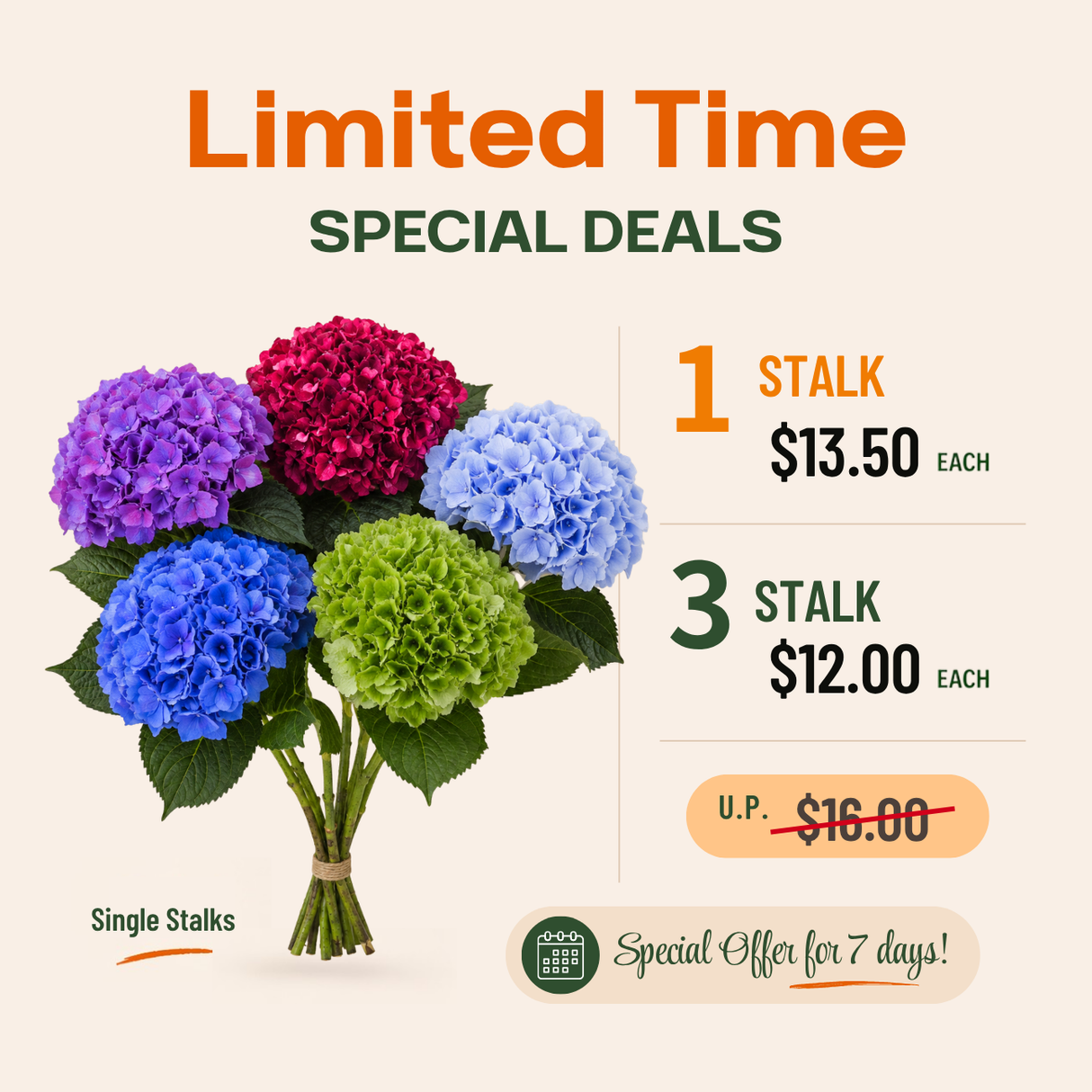 Hydrangea (Holland) *Promotion*