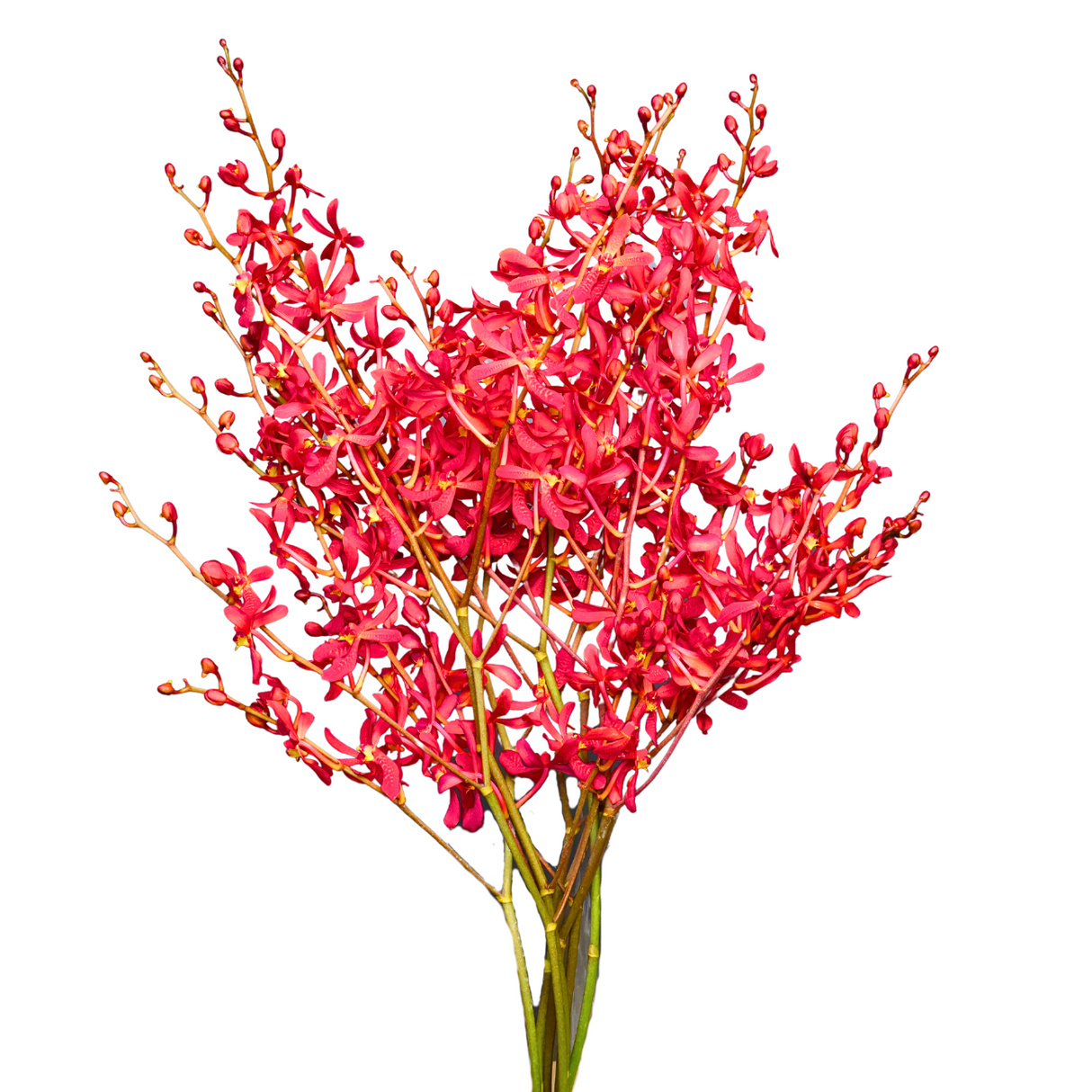 Red geranium flower on branch.