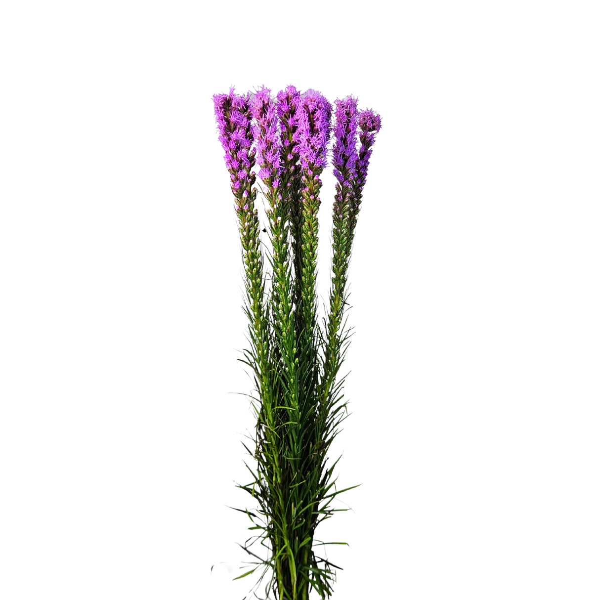 Liatris (Taiwan)
