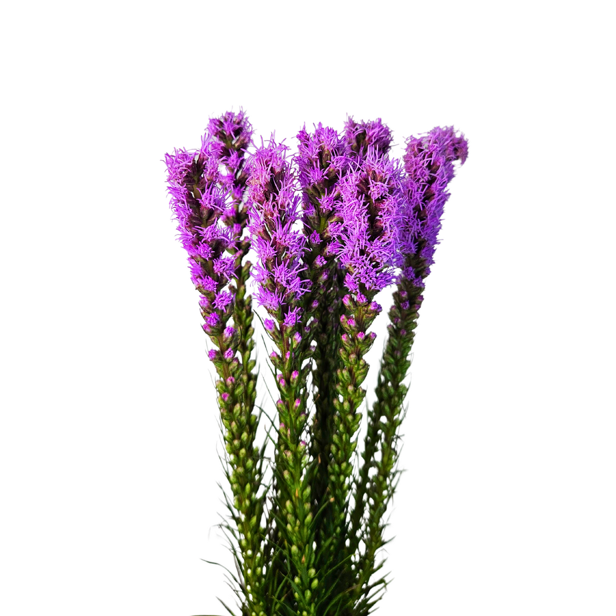 Liatris (Taiwan)