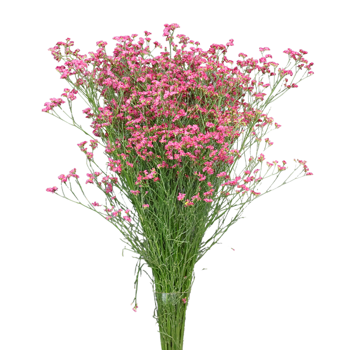 Limonium Misty (China)