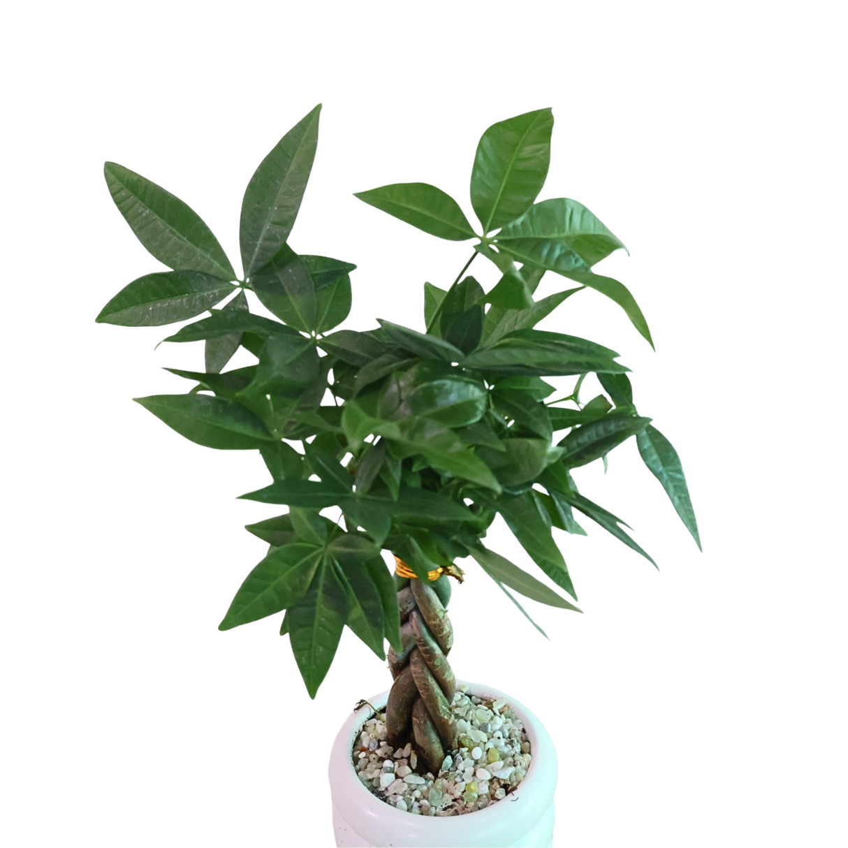 Pachira Twisted in Ceramic Pot (Money Tree 发财树)