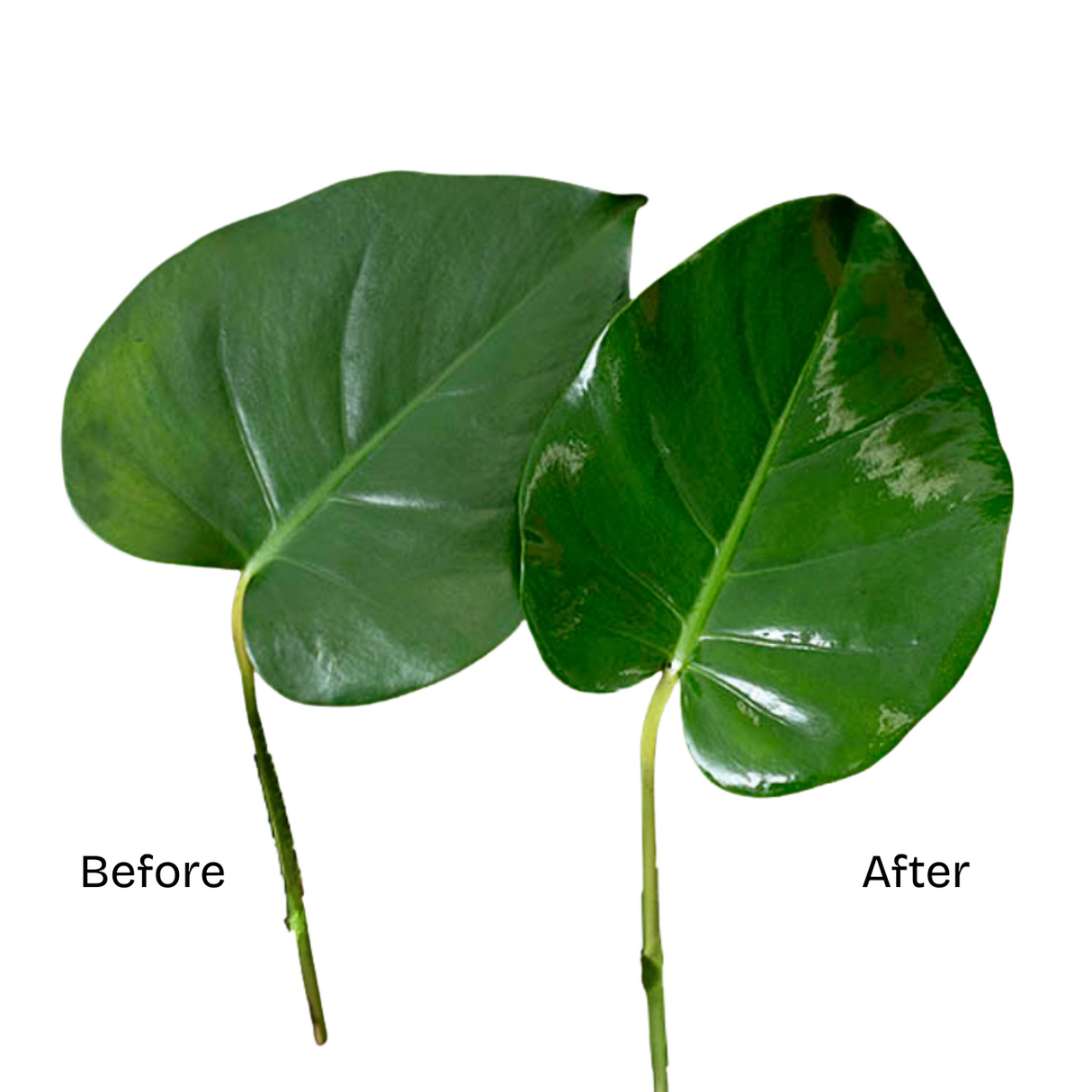 Leaf Shine Spray (750ml)