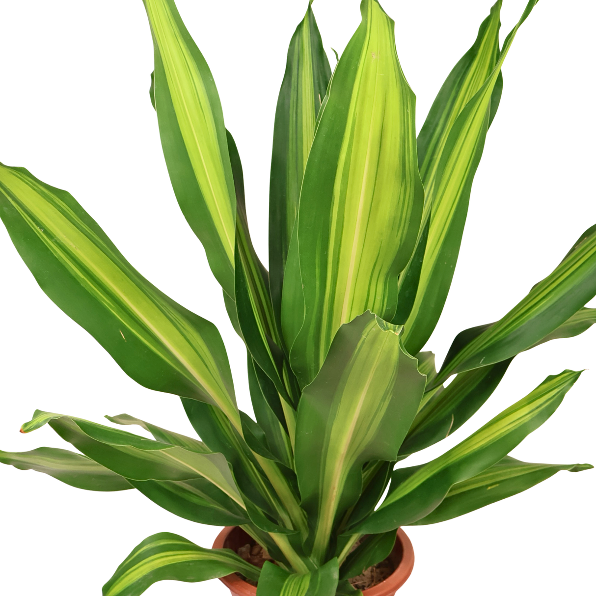 Dracaena Fragrans (Massangeana)