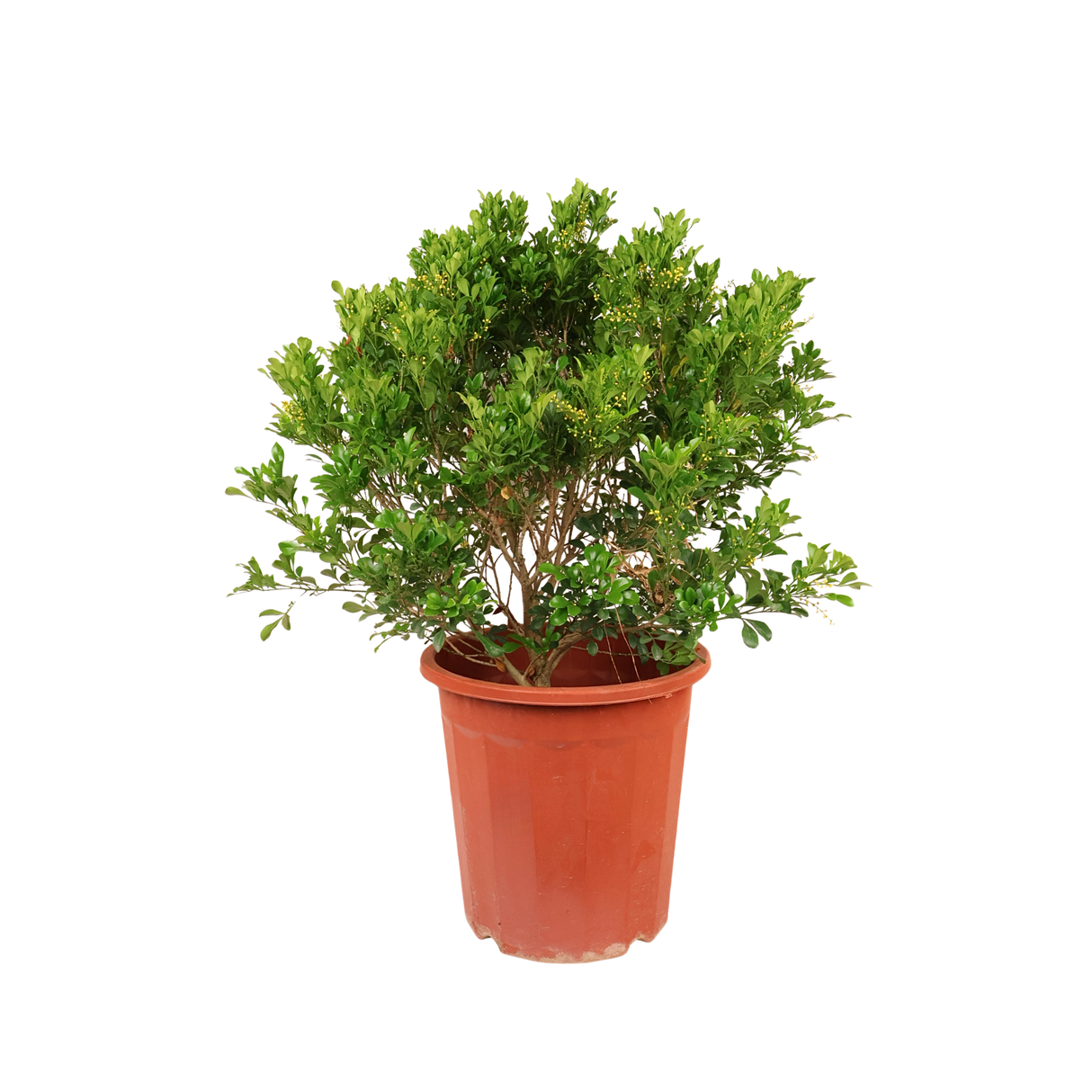 Aglaia Odorata (Chinese Perfume Plant)