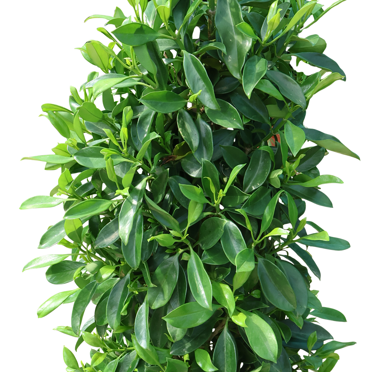 Fagraea Ceilanica