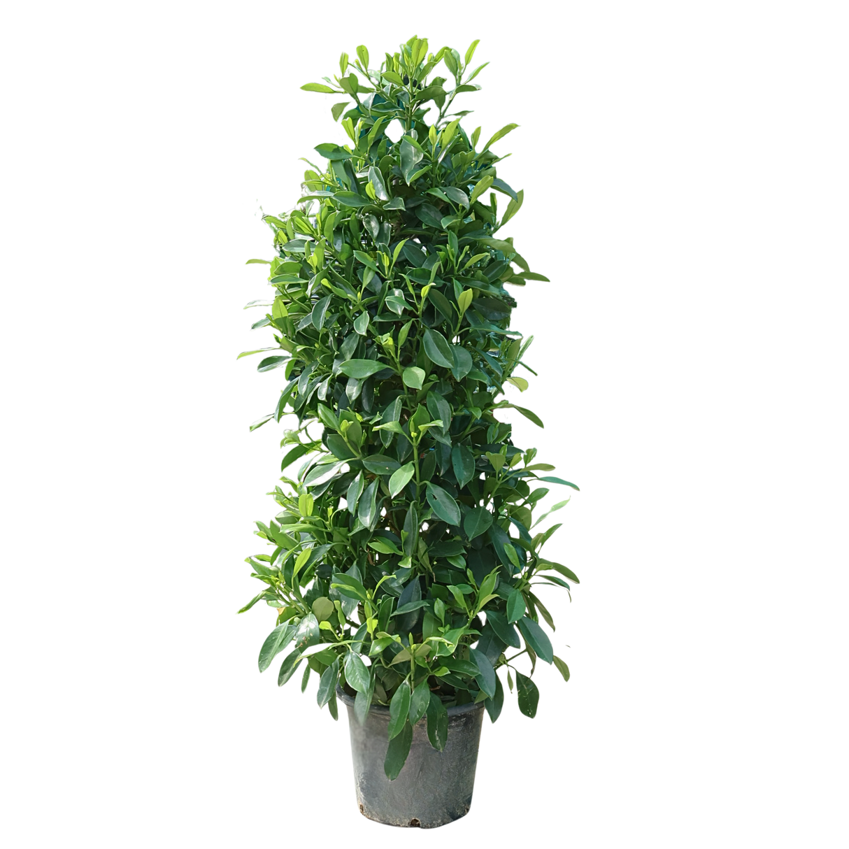 Fagraea Ceilanica