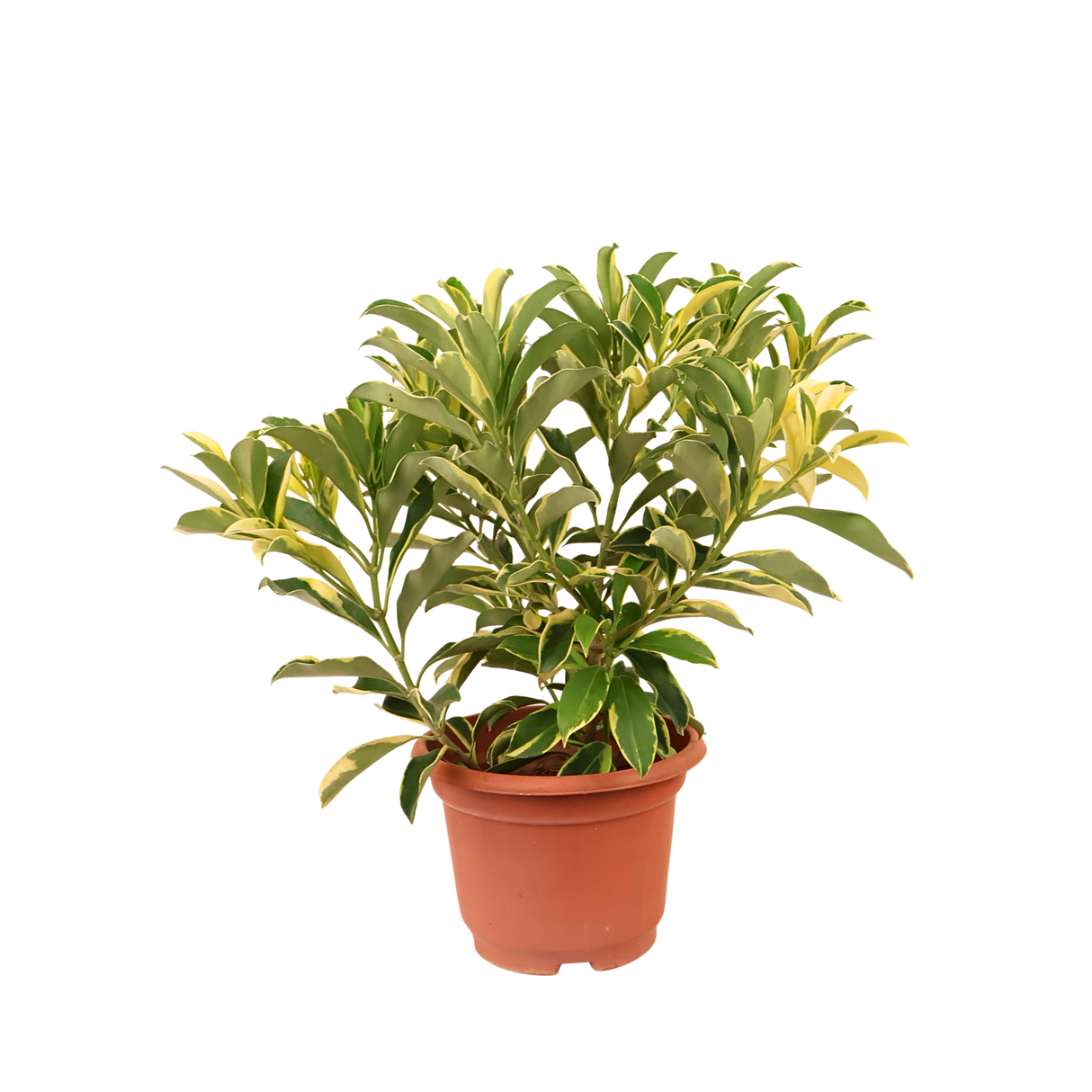 Fagraea Ceilanica Variegata