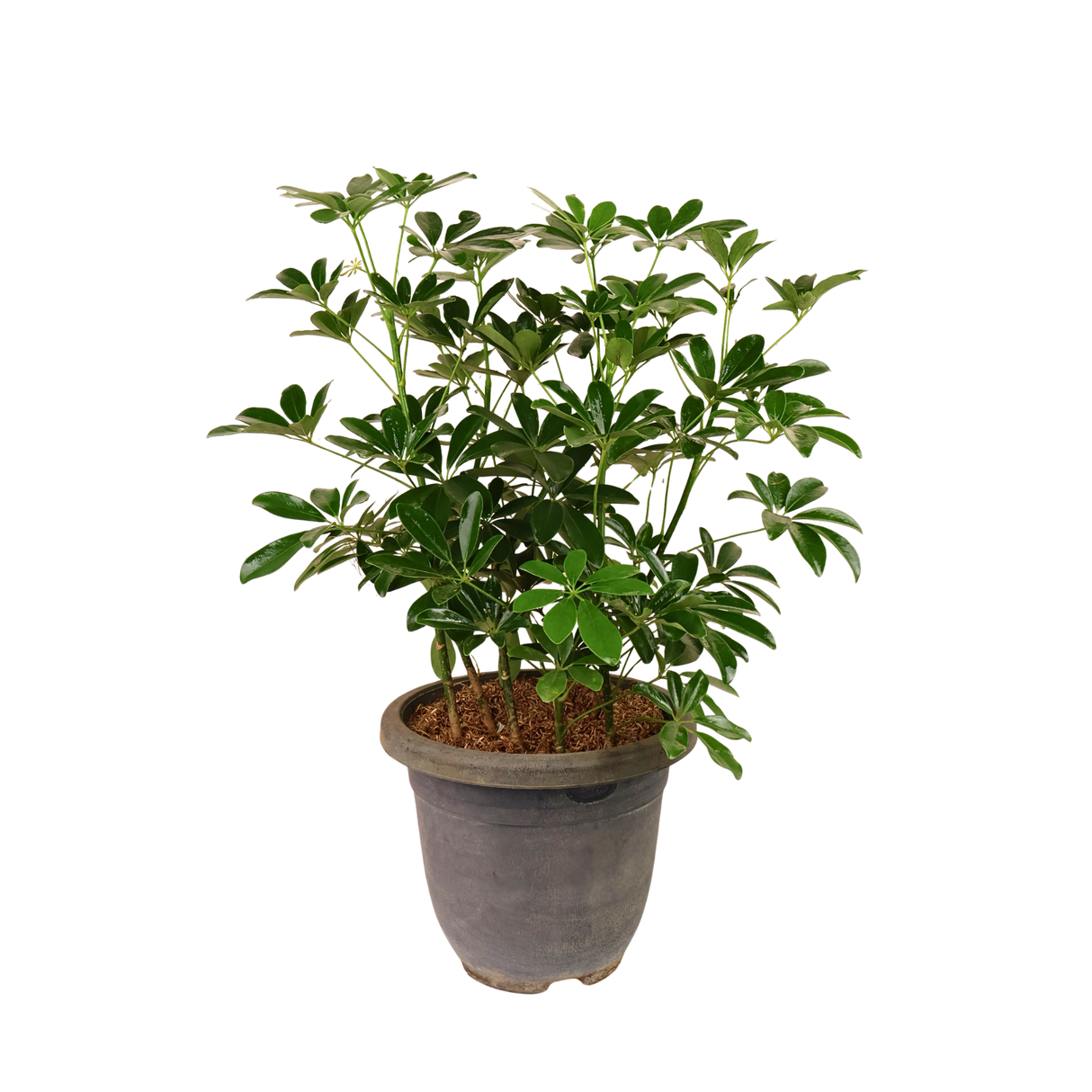 Heptapleurum (Dwarf Umbrella Tree)
