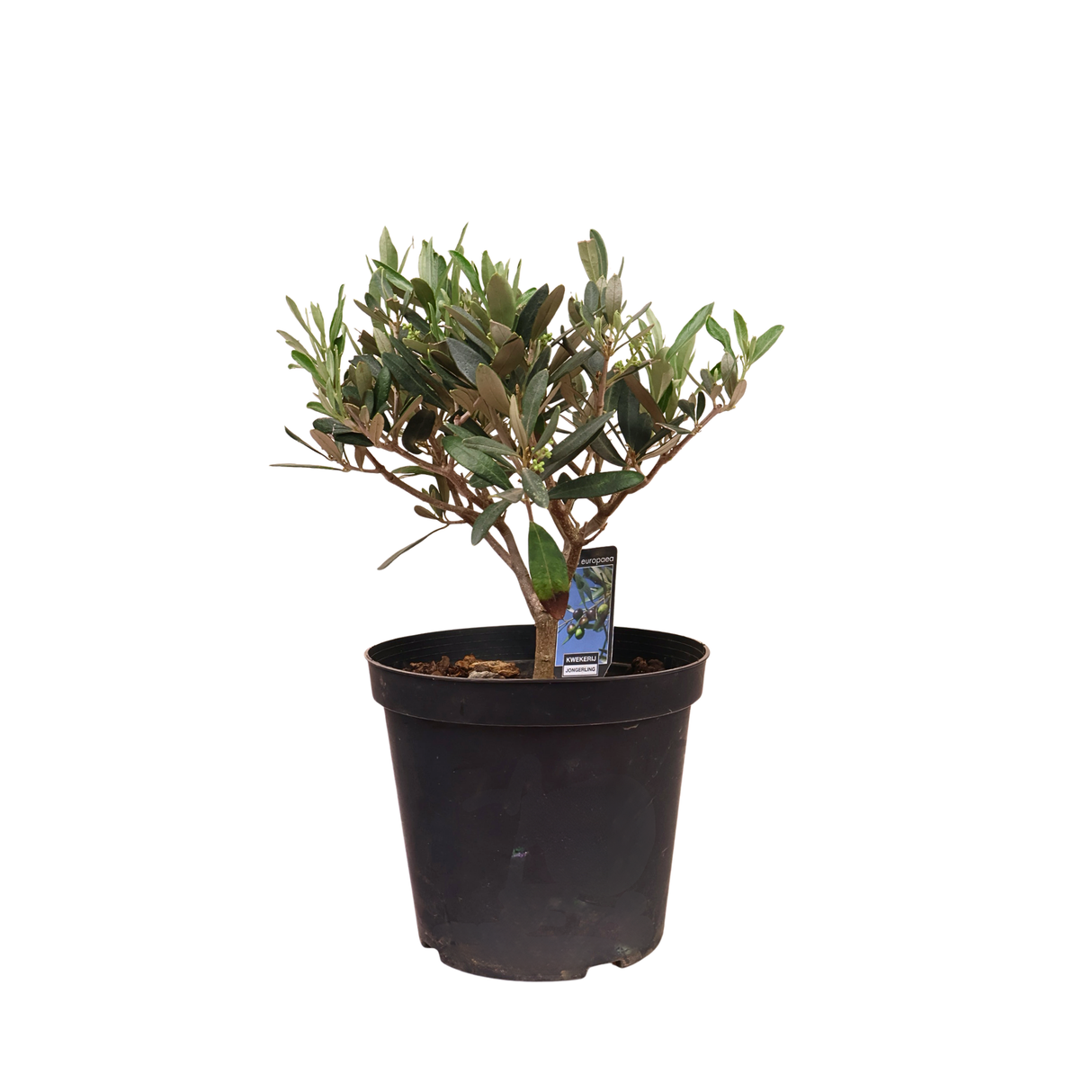 Olea Europaea (Olive Tree)