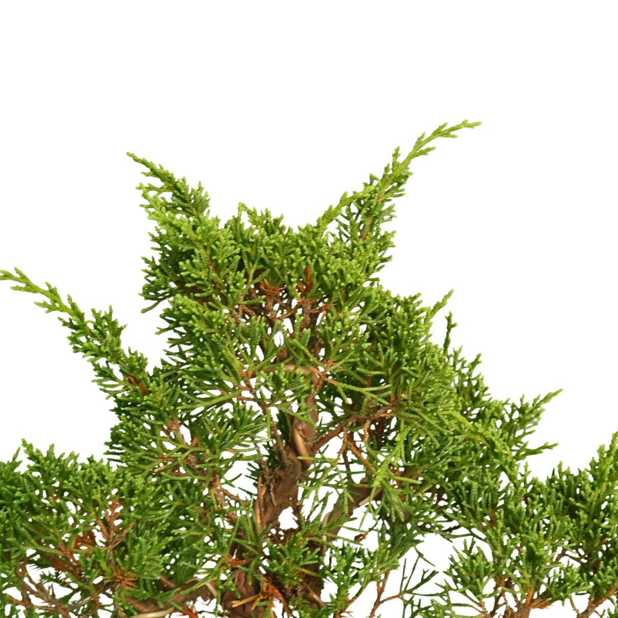 Juniperus Sabina Bonsai