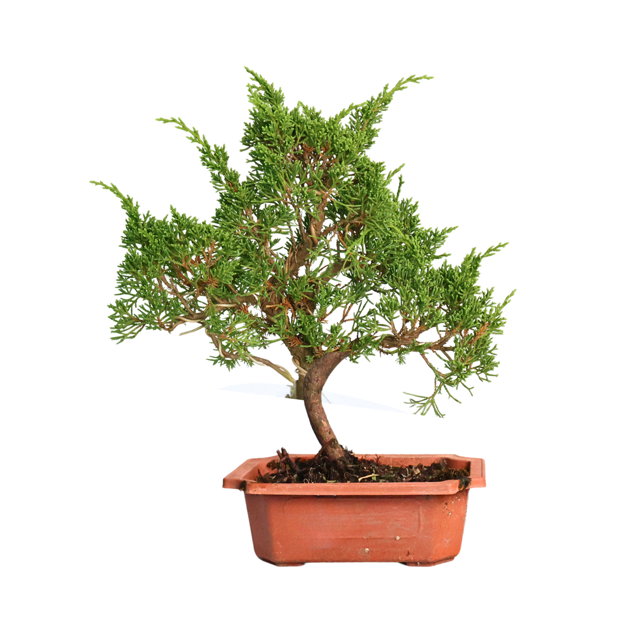Juniperus Sabina Bonsai
