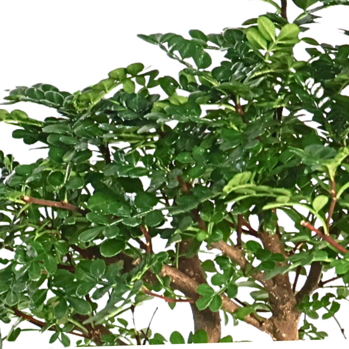 Zanthoxylum Bonsai 花椒盆景
