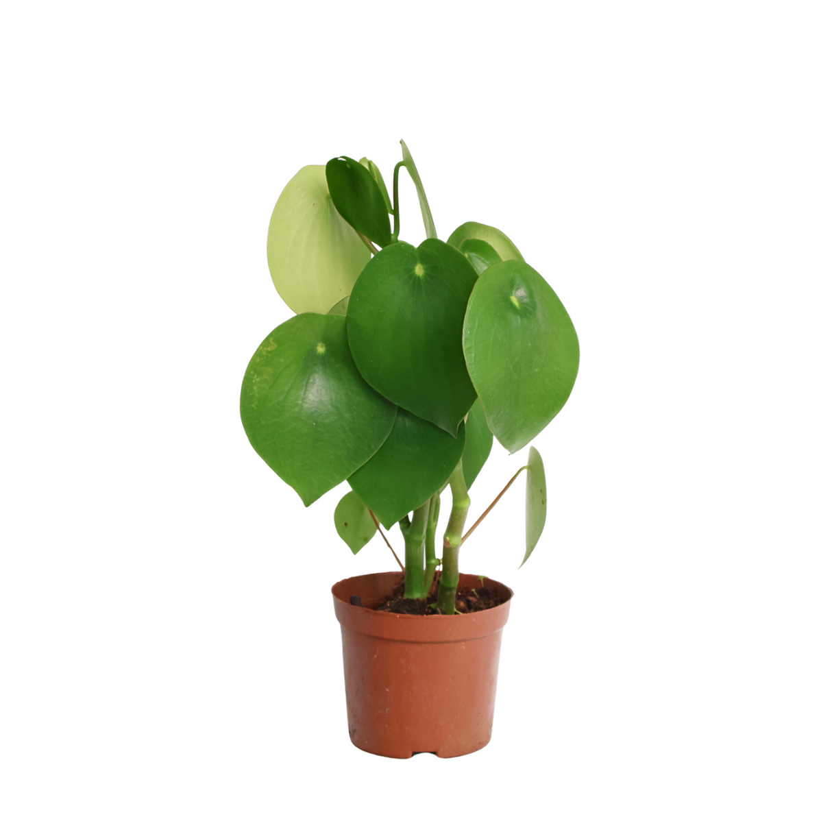 Peperomia (Raindrop)