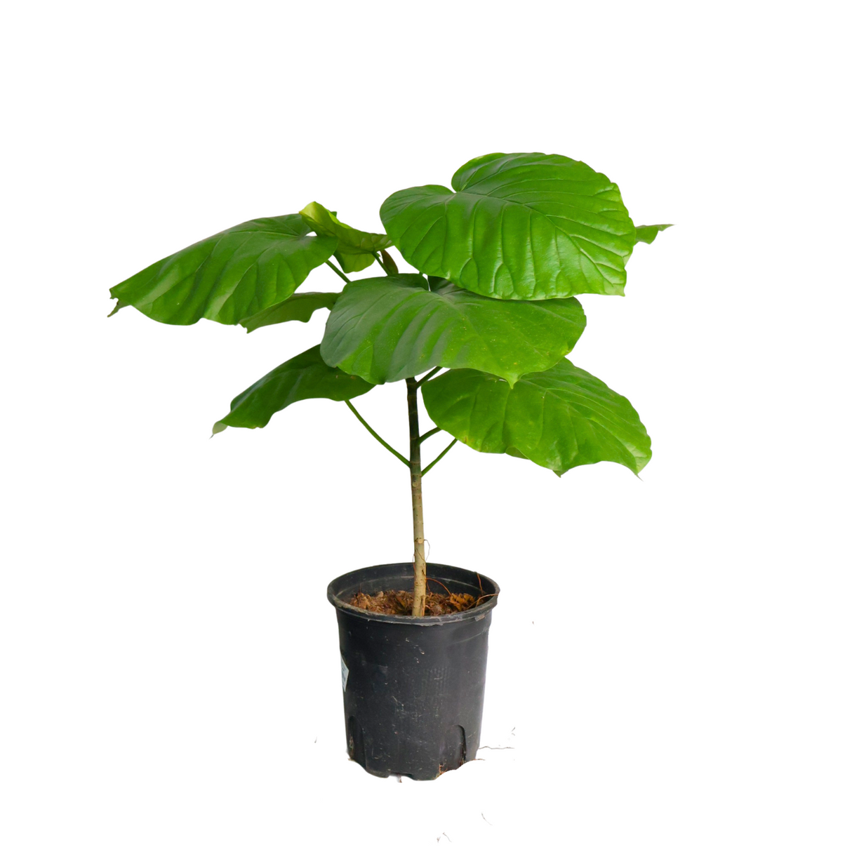 Ficus Umbellata (Umbrella Fig Tree)
