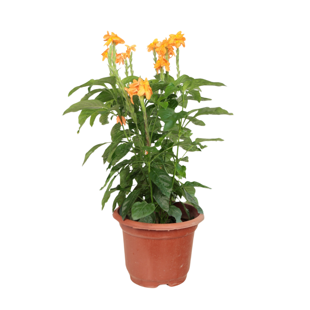 Crossandra (Firecracker Flower)