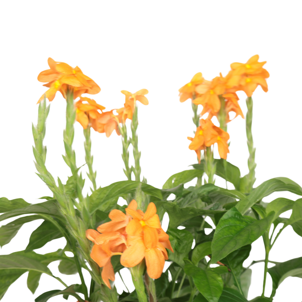 Crossandra (Firecracker Flower)