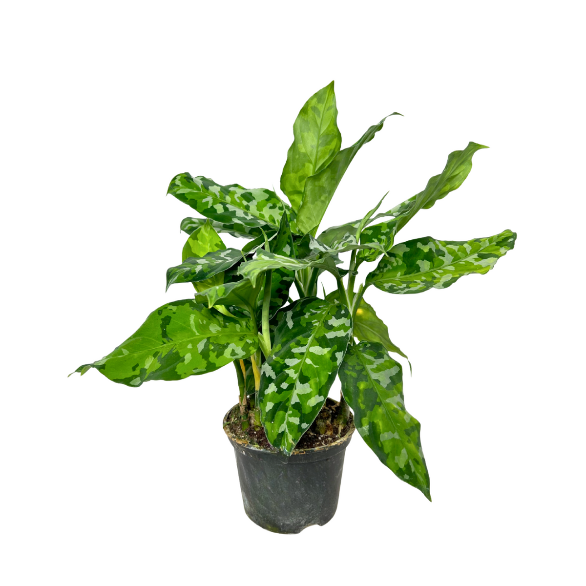 aglaonema pictum tricolor singapore Aglaonema Pictum Tricolor| JM Flower