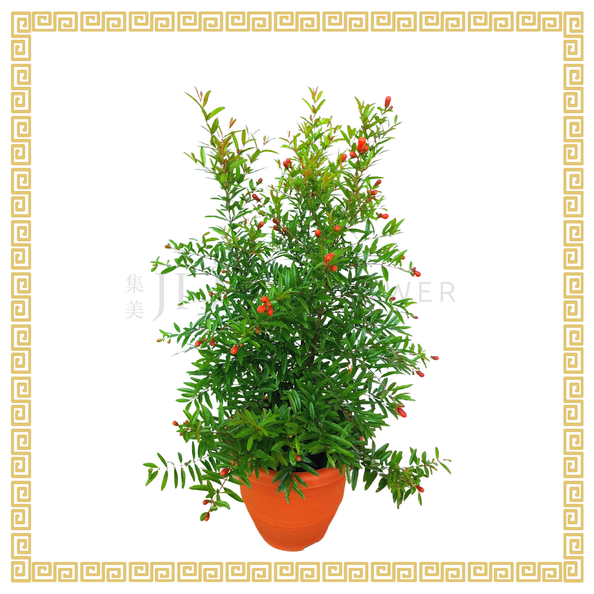 Pomegranate Plant No.3 30cm Pot