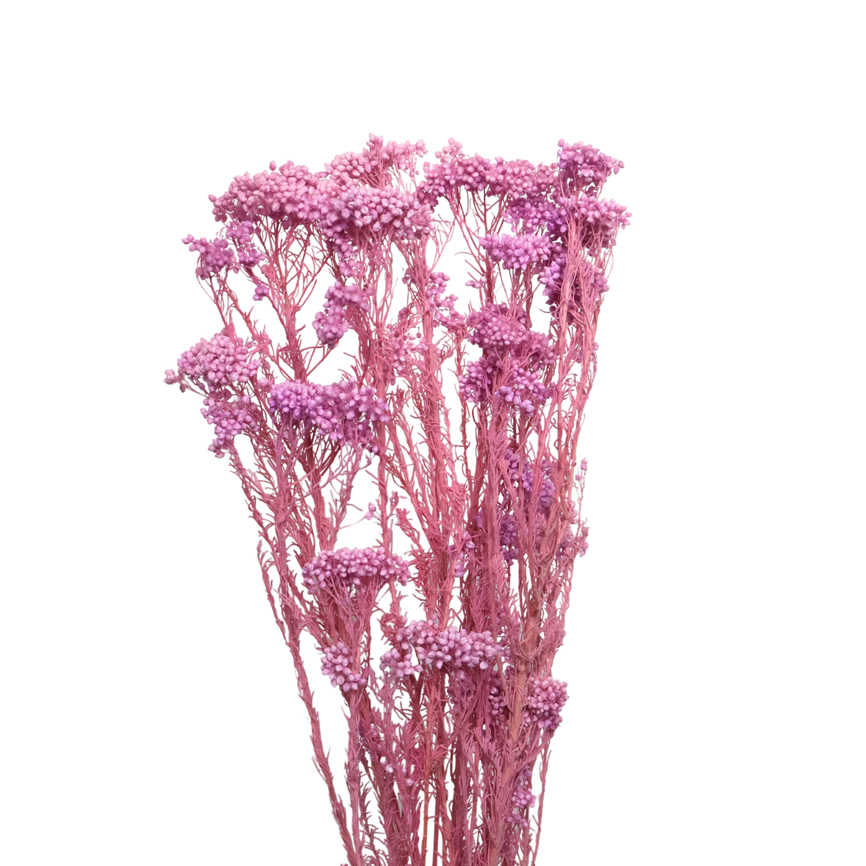 Preserved Rice flower