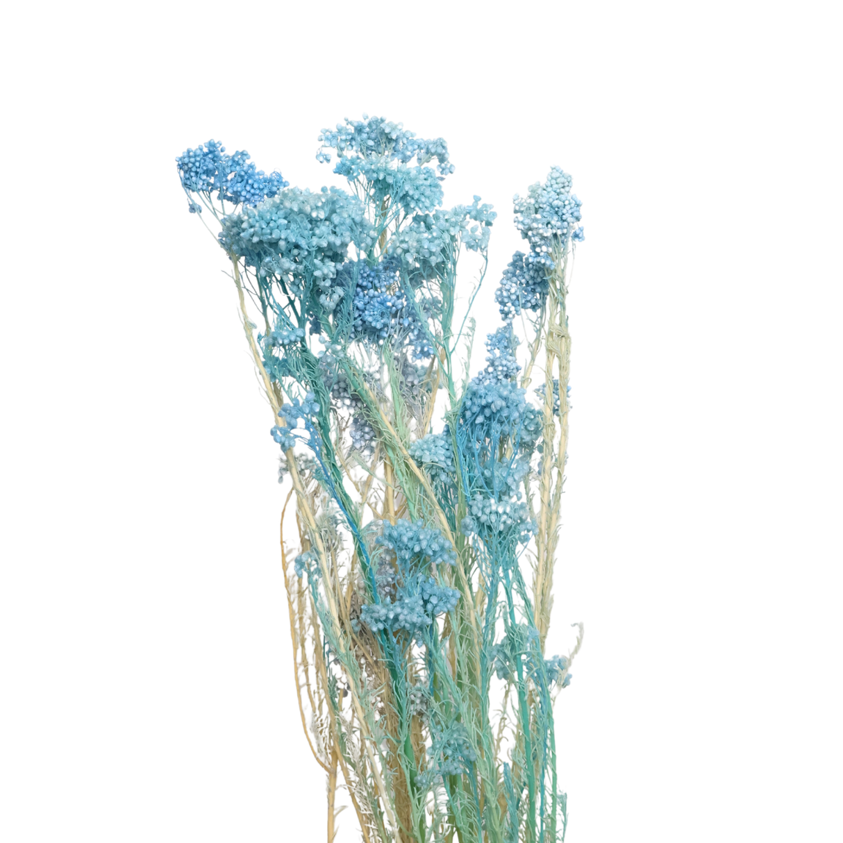 Preserved Rice flower