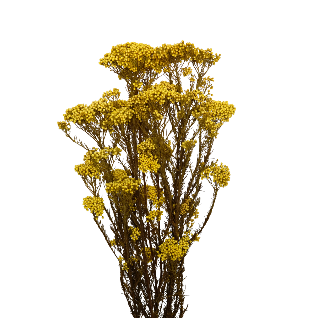 Preserved Rice flower