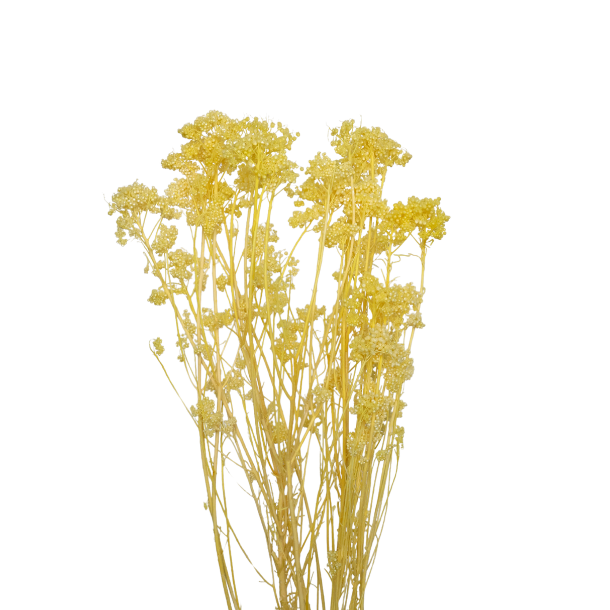 Preserved Rice flower