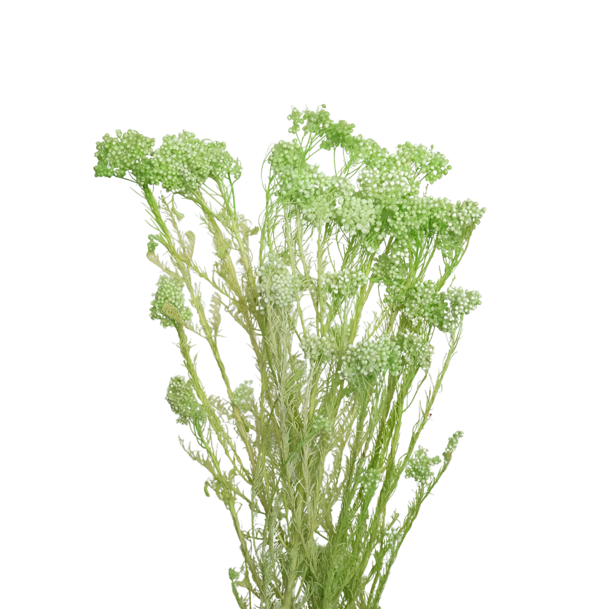 Preserved Rice flower