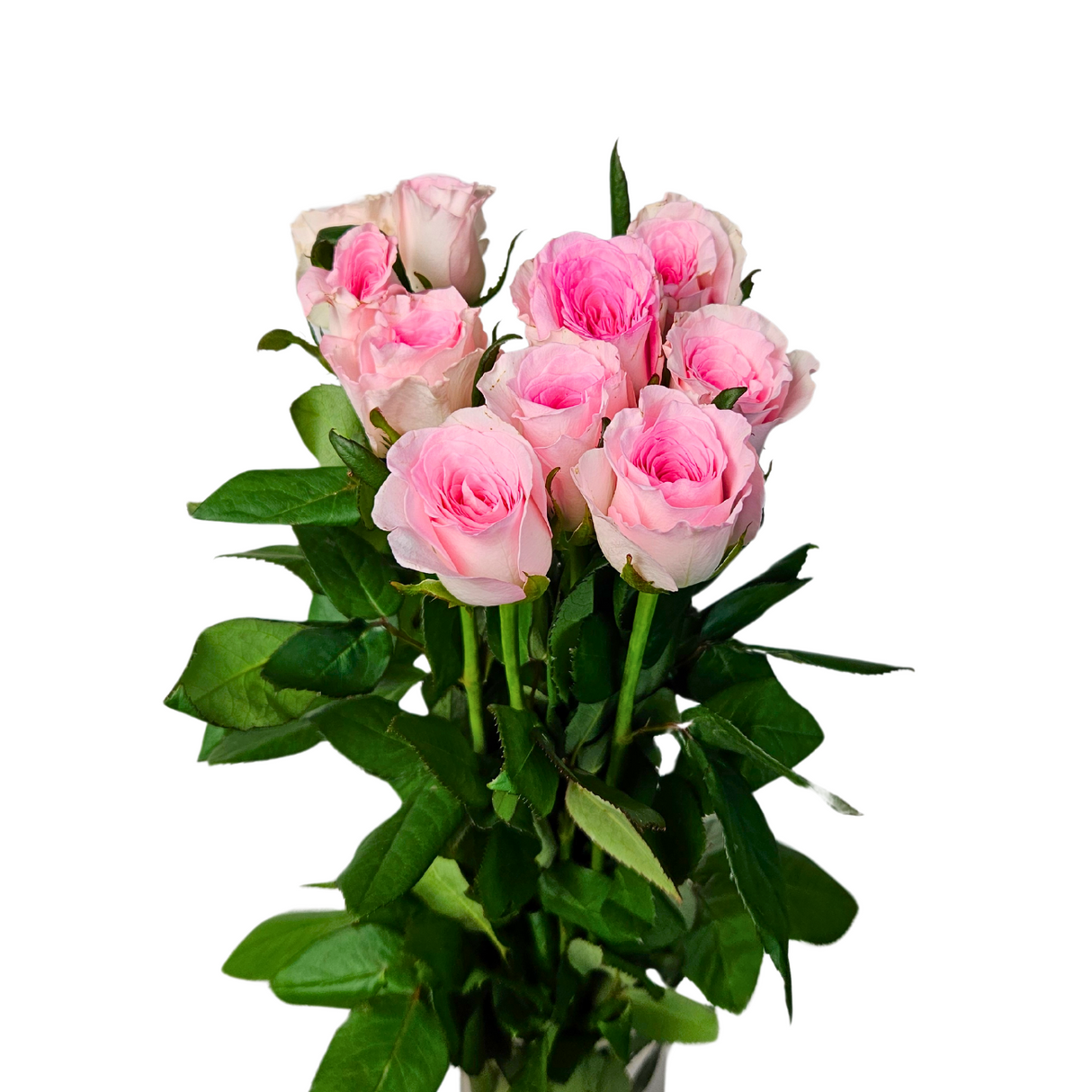 Rose (China) - Other Color 20stk