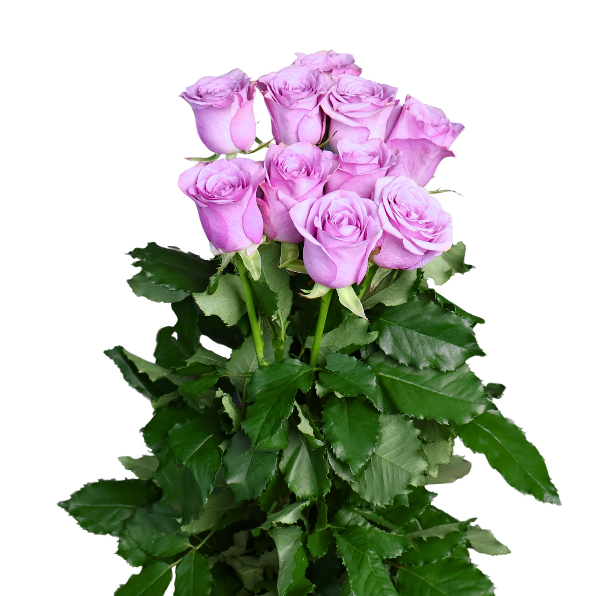 Rose (China) - Other Color 10stk