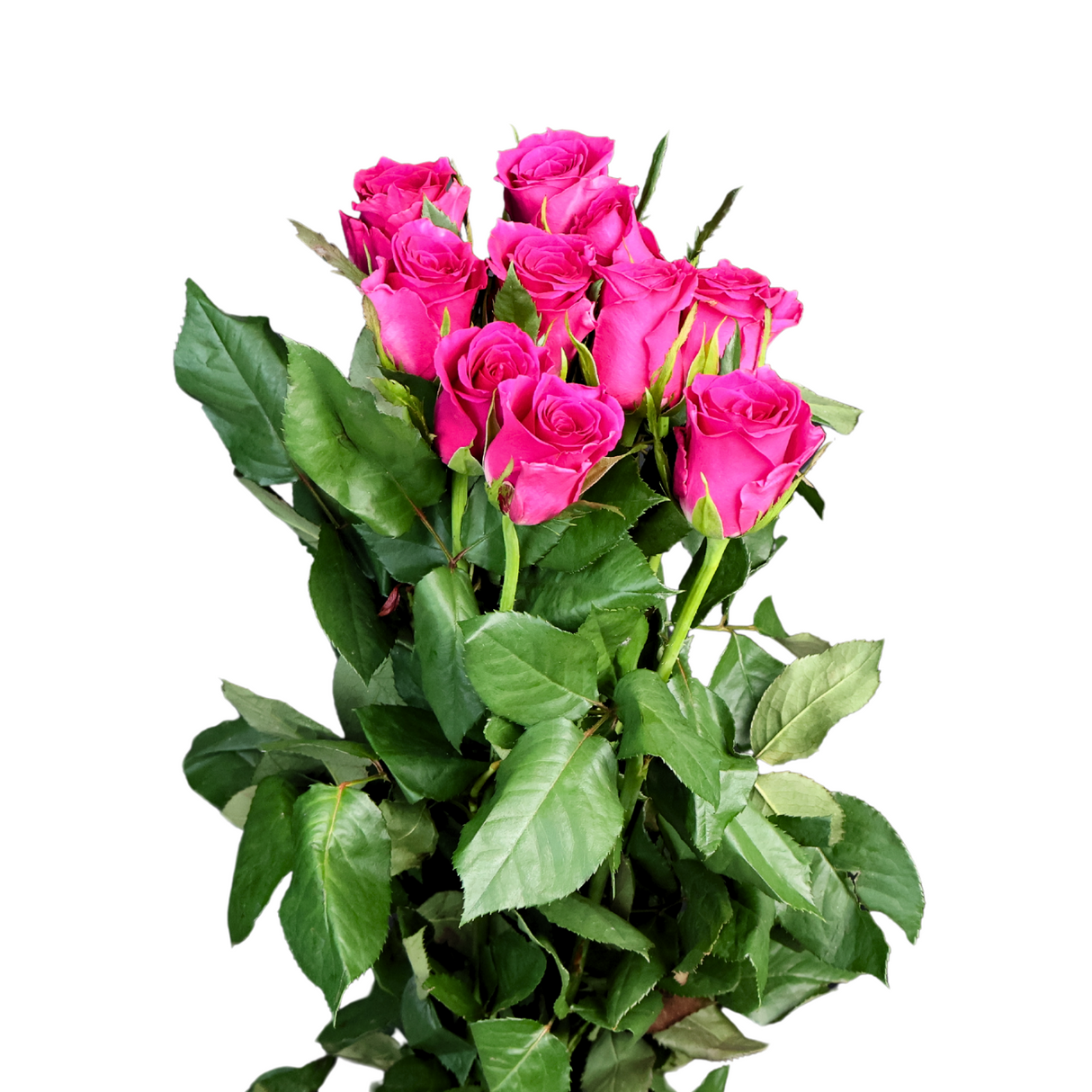 Rose (China) - Other Color 20stk