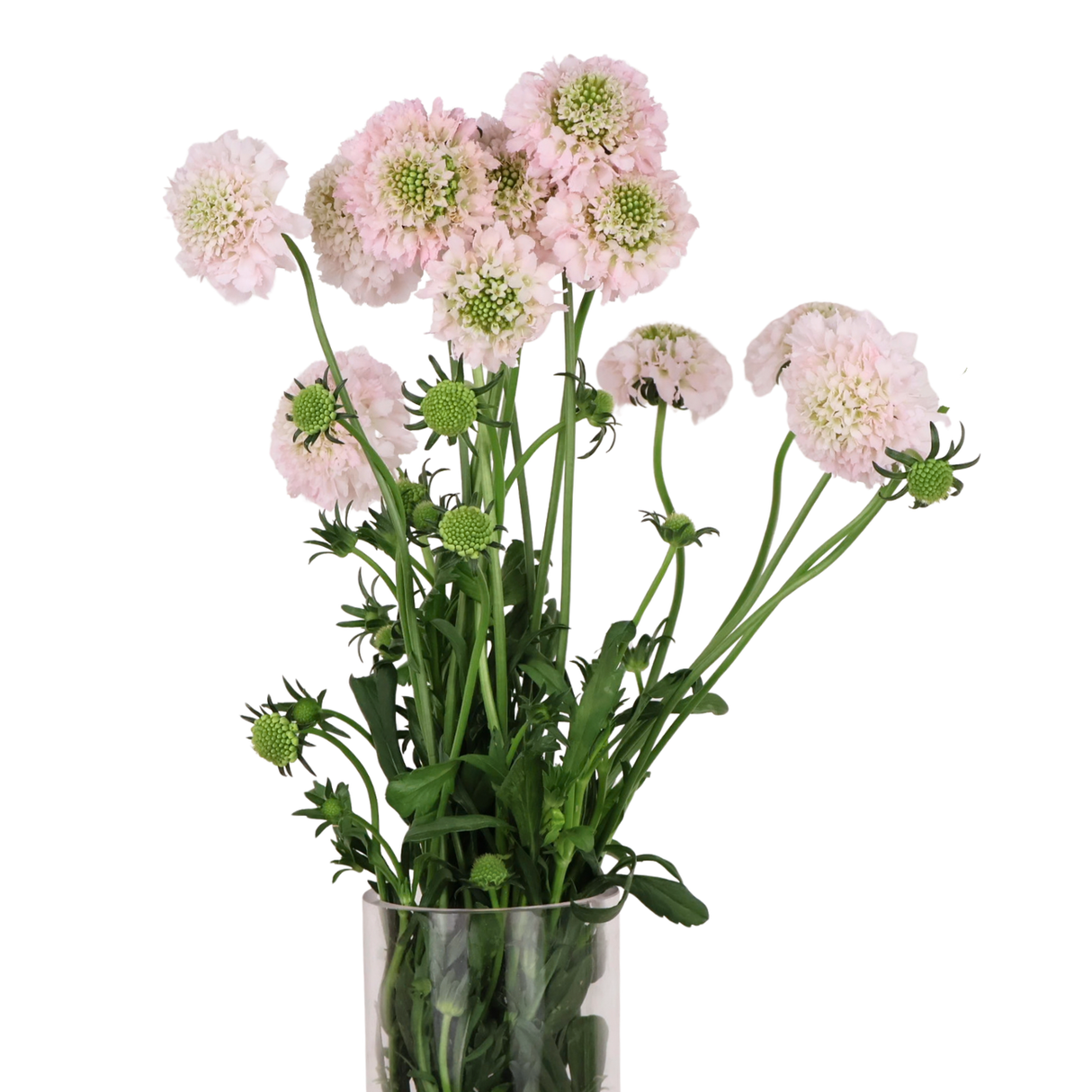 Scabiosa (China)