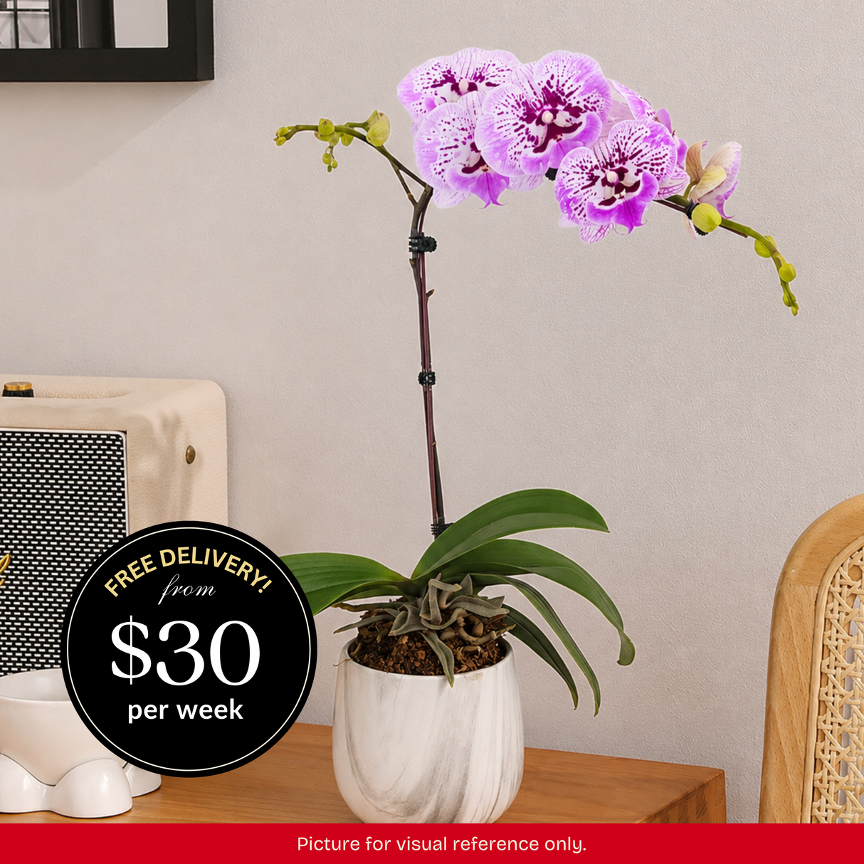 Orchid Phalaenopsis - 1 Single Stalk