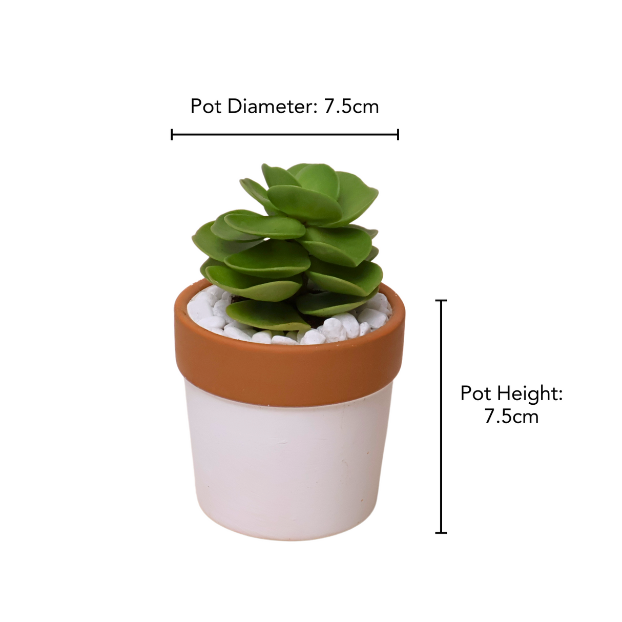 Mini Succulent Gift (Set of 4)
