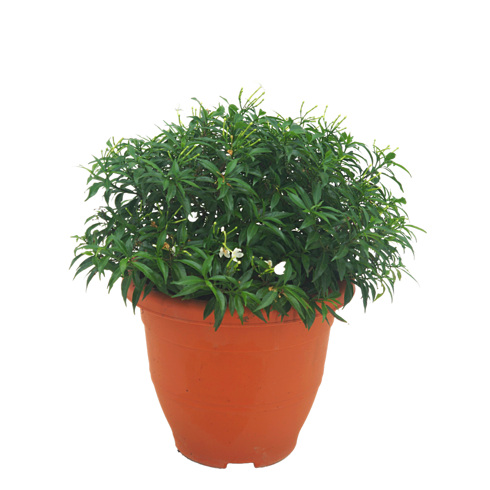 Tabernaemontana (Crape Jasmine)