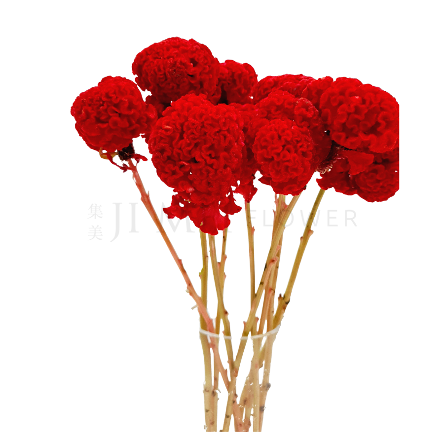 Celosia Cr. Bombay (Taiwan)