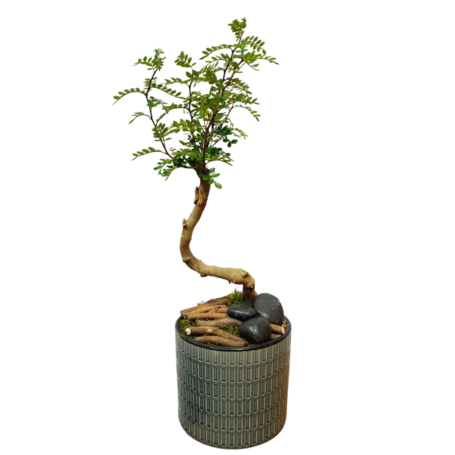 Pistachia Weinmannifolia (Unpotted)